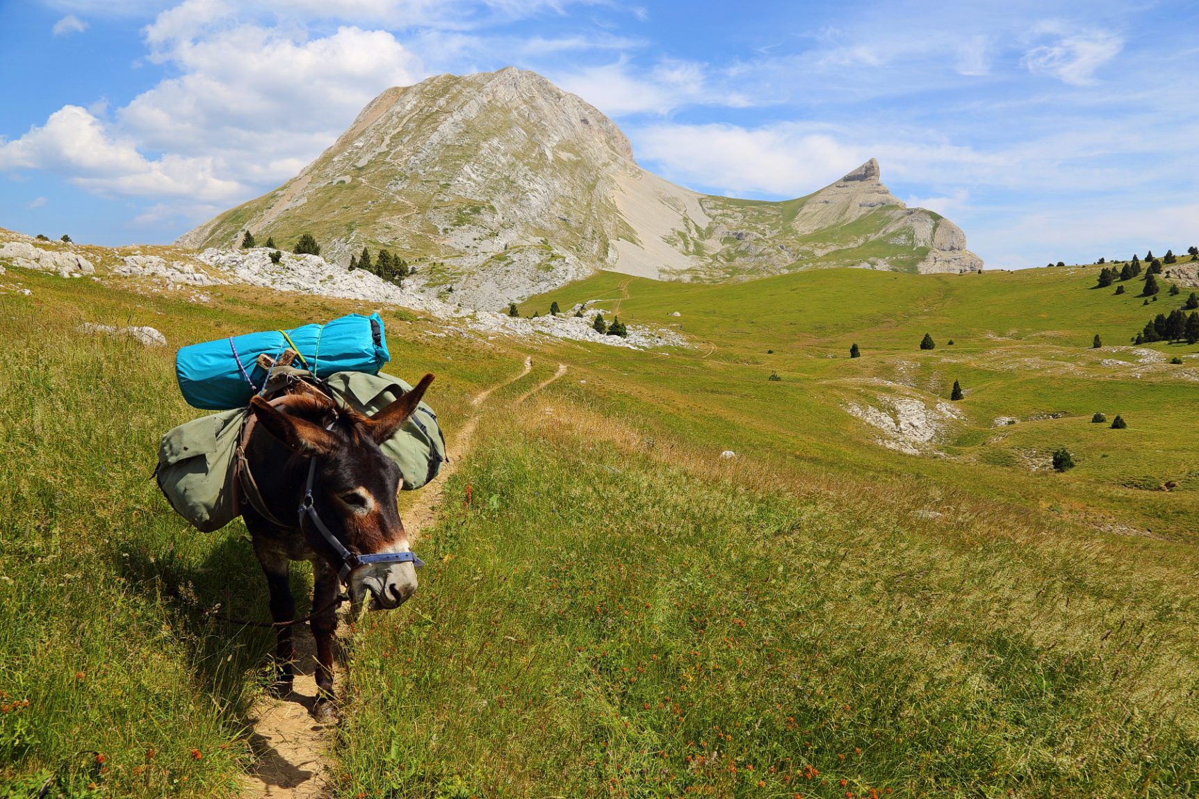 Randonnée avec un âne au pied du Grand Veymont © Eberlé