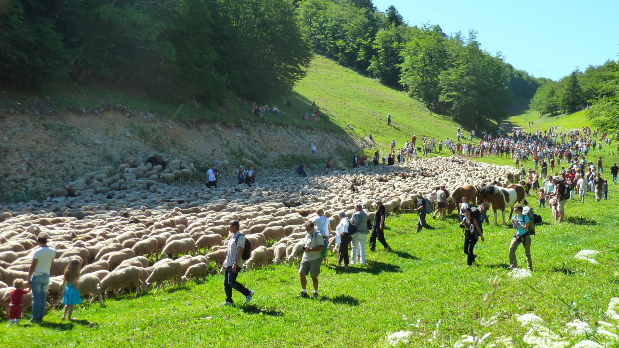 des randonneurs avec des brebis et les bergers au Col du Rousset