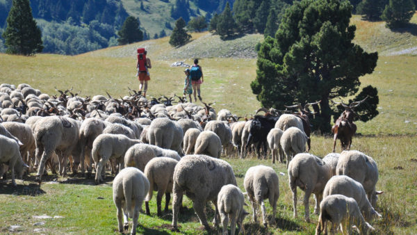 Randonnée dans l'alpage