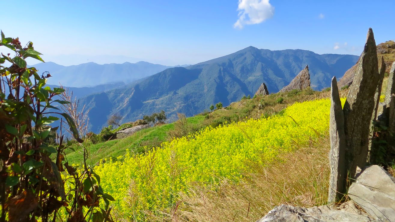 Terrasses de colza près du village Tamang de Kimsang au Népal