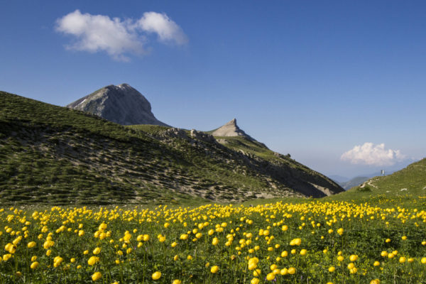 Champs de Trolles au Grand Veymont dans le Vercors © Sandrine et Matt BOOTH