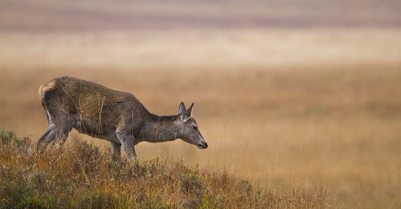 voyage photos en Écosse © Sandrine et Matt BOOTH