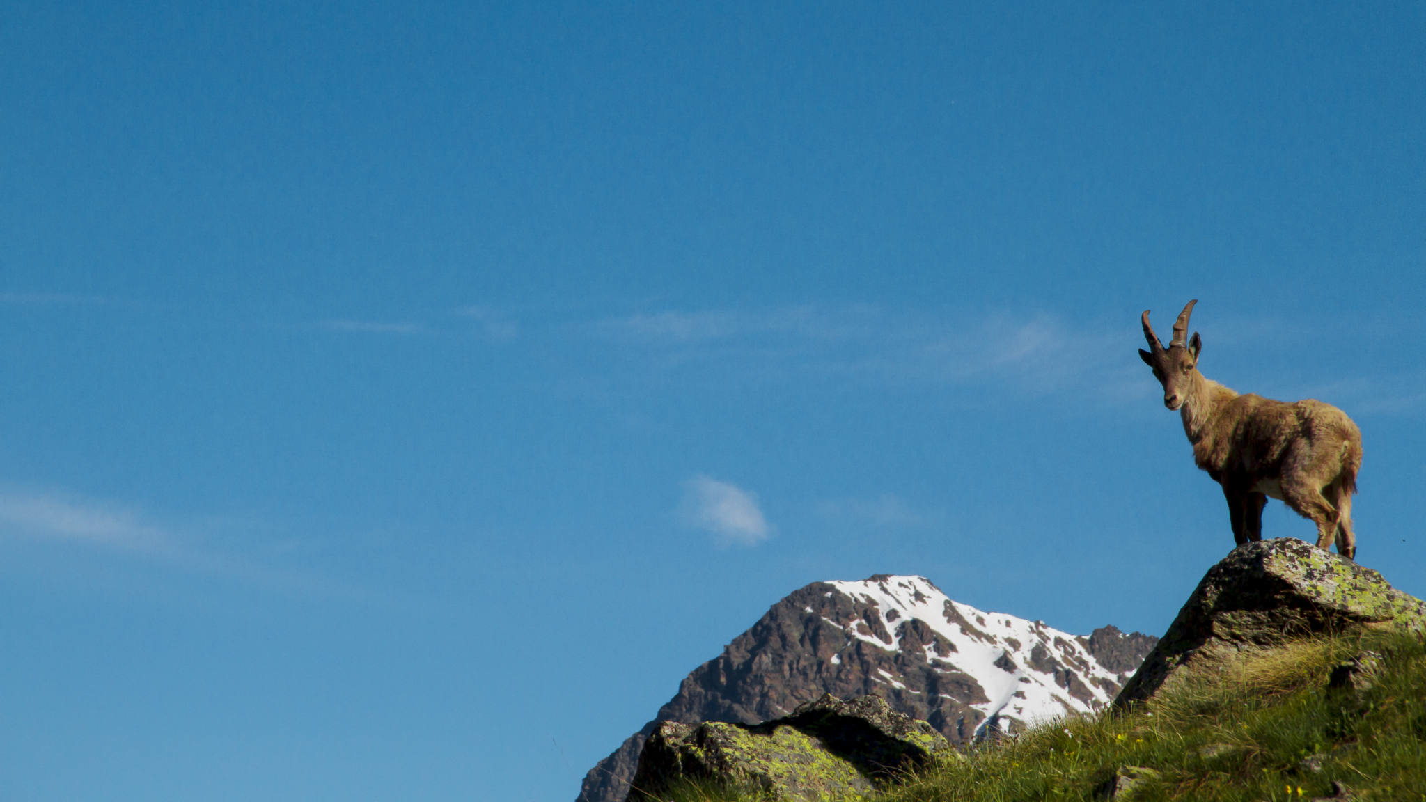Le bouquetin, grand seigneur du Paradis