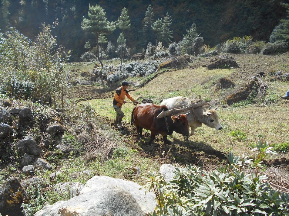 Scène rurale dans le Solu Khumbu, labour avec des boeufs, Népal