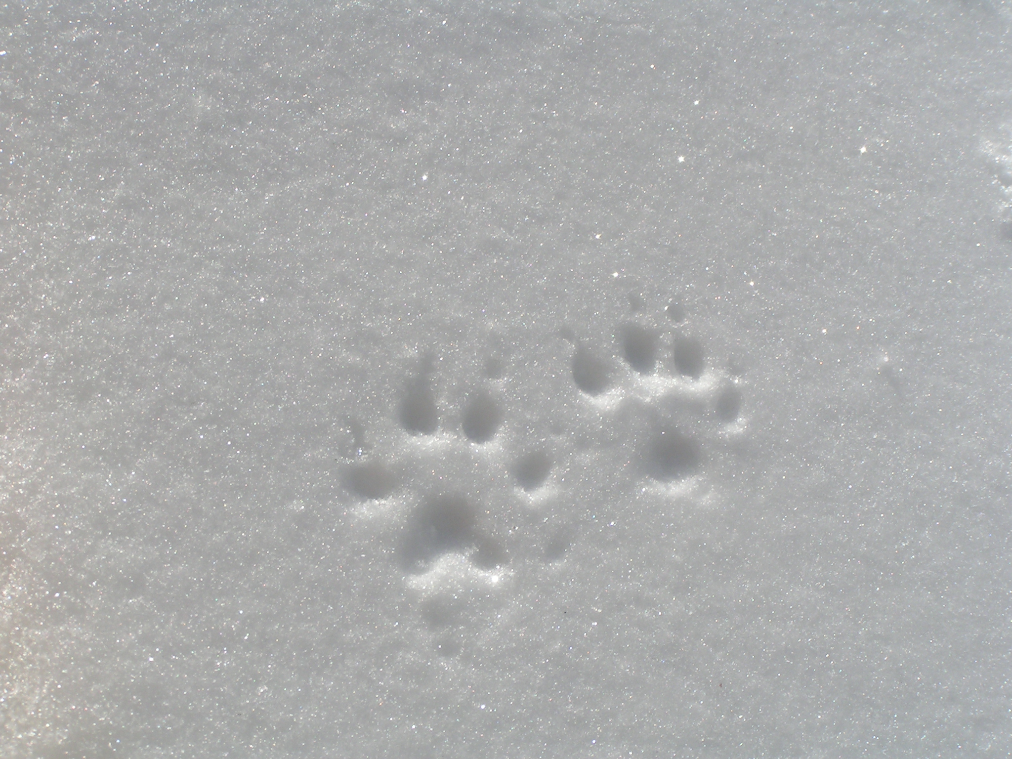 traces d'animaux dans la neige, plateaux du Vercorsu