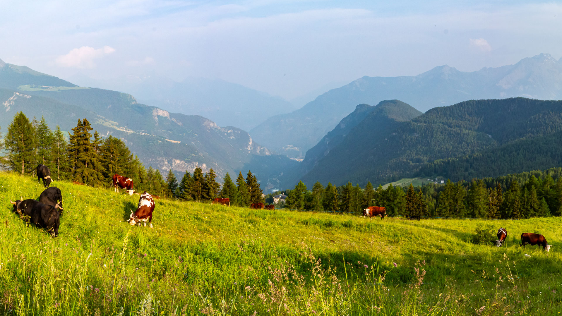 Troupeau de vache dans les environs de Torgnon