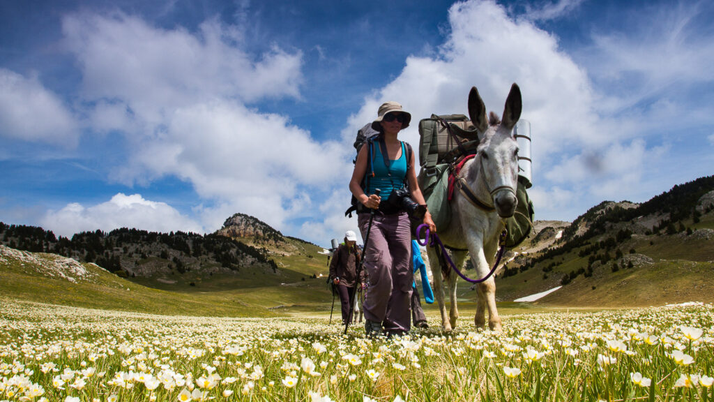 randonnée avec des ânes dans le Haut Diois