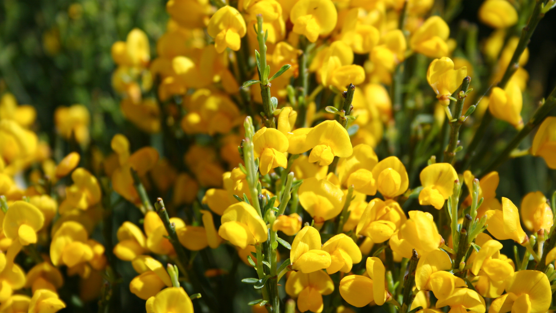 Le genêt en fleur embrasse les versants du Diois au printemps