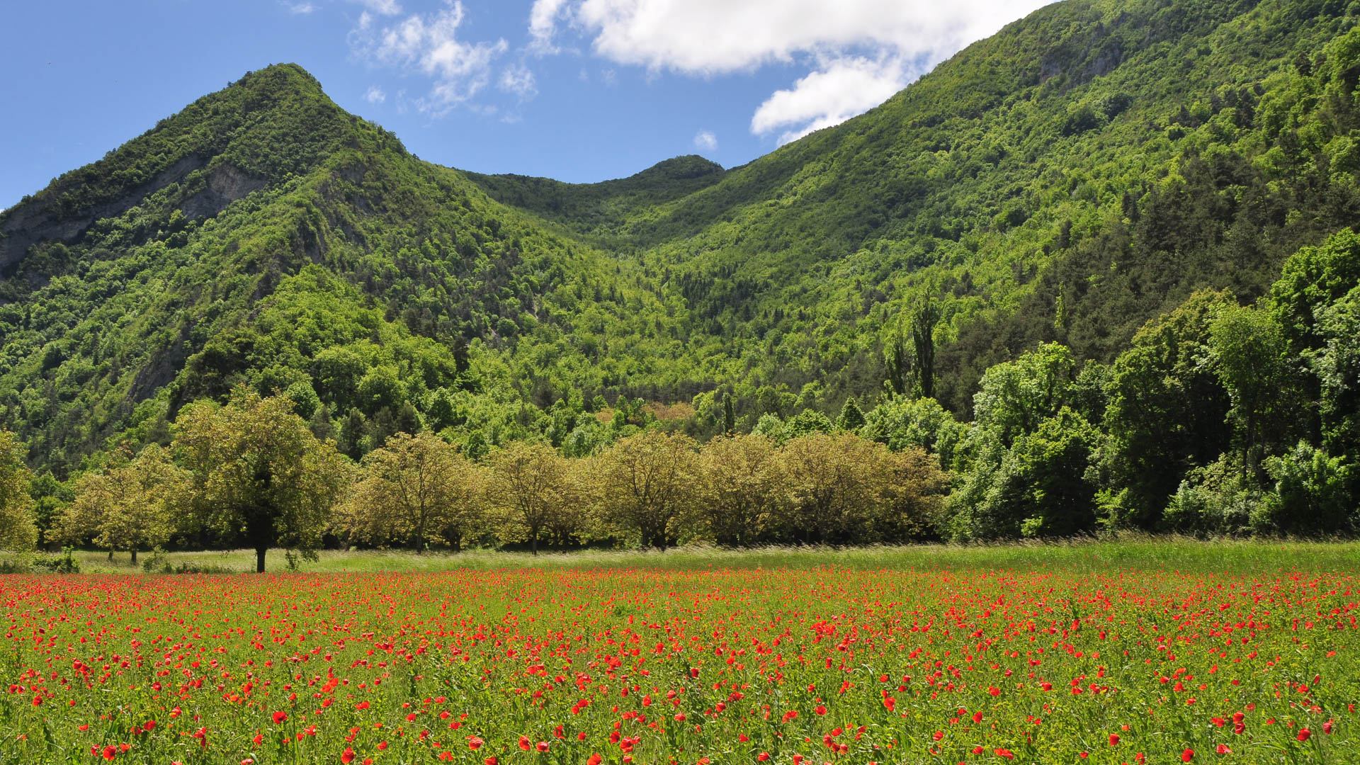 champ de blé et coquelicots dans le Diois