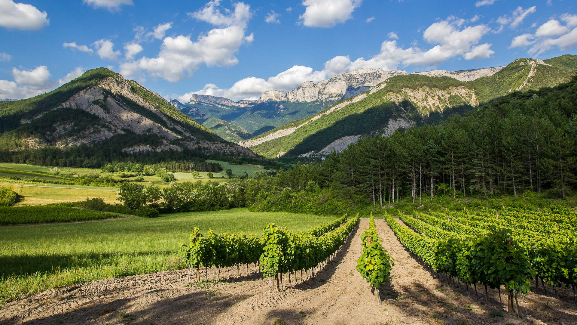vignoble de Châtillon en Diois