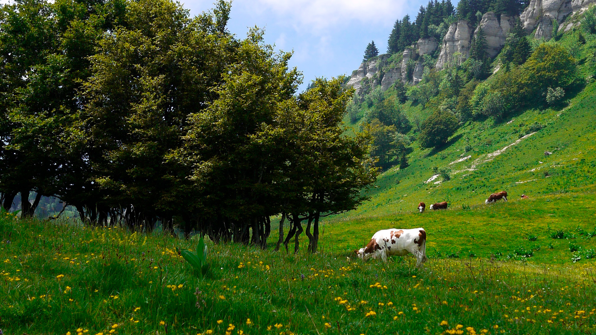 Un alpage bien fleuri !