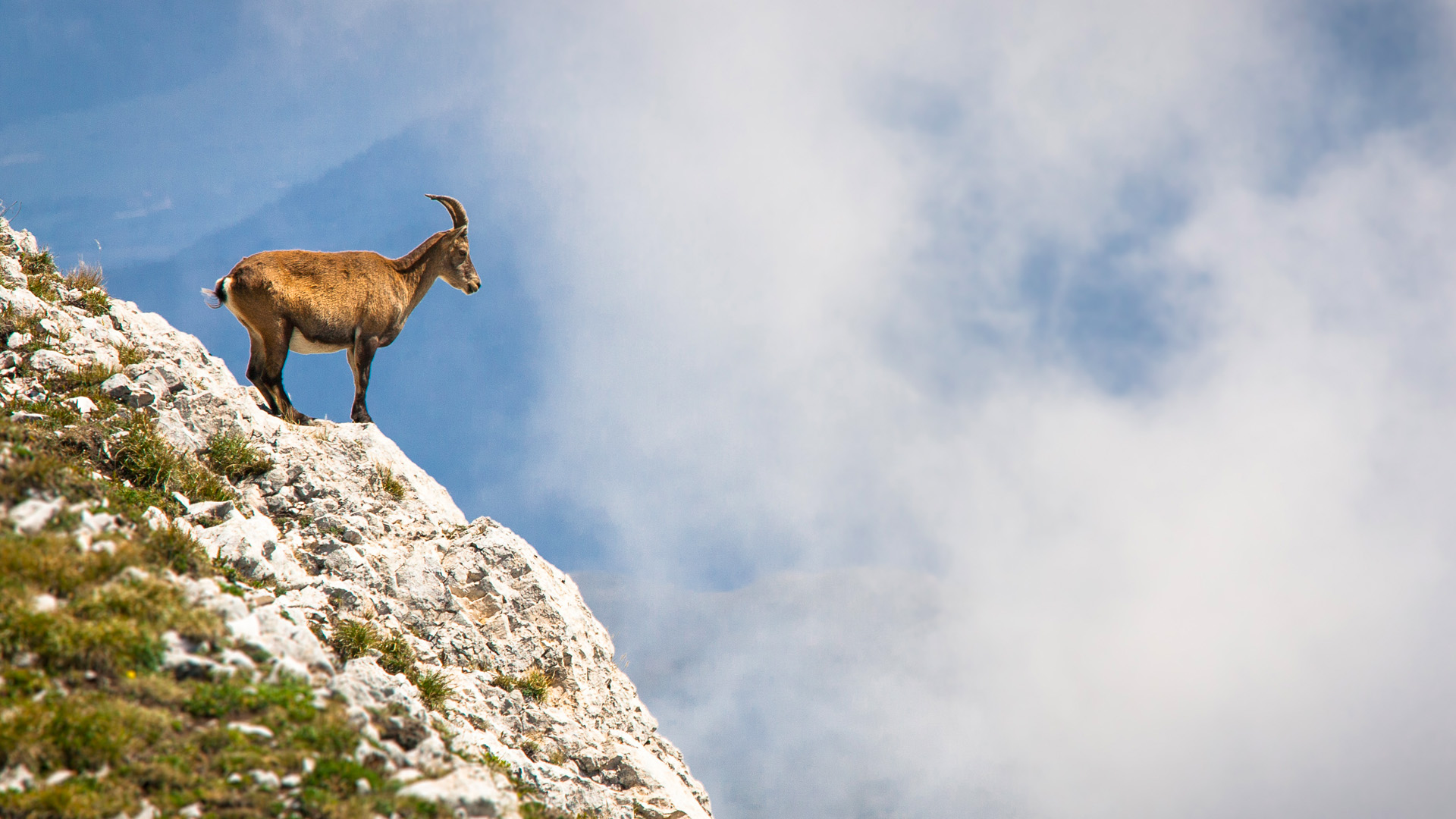 Bouquetin sur une vire rocheuse sur les Hauts-Plateaux du Vercors