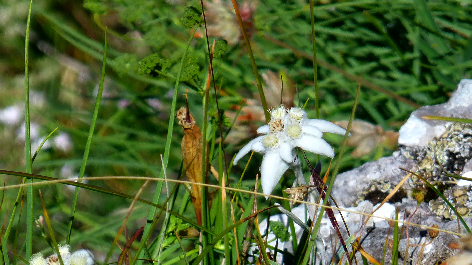 L'edelweiss, la reine des alpages !