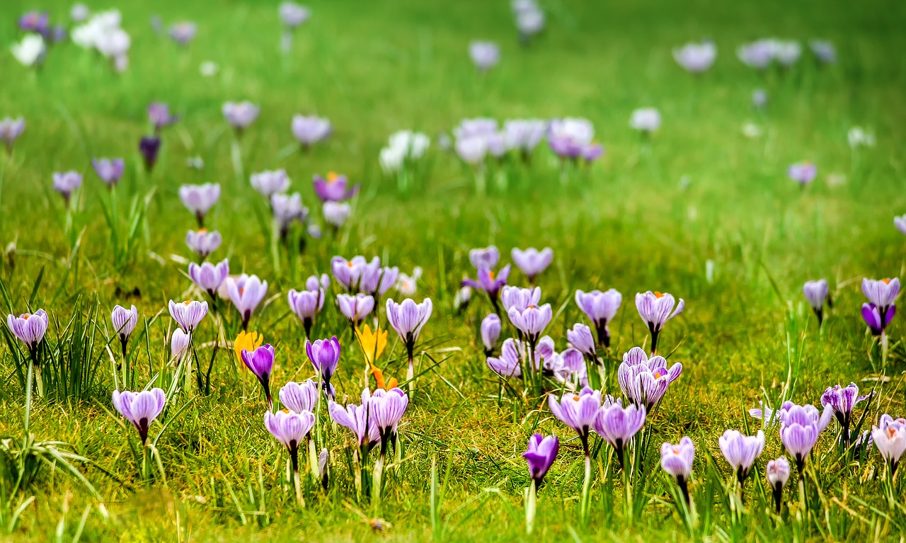 crocus au printemps dans le Vercors