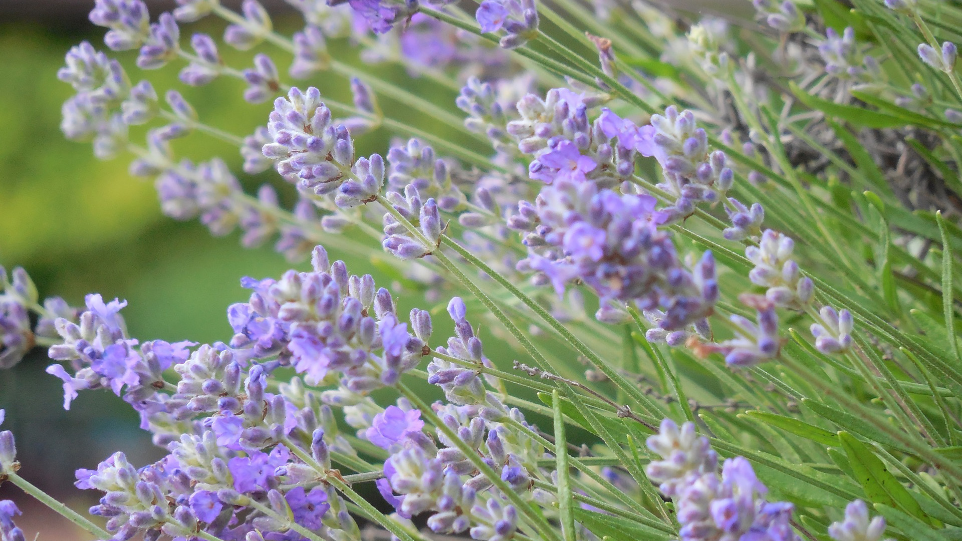 Lavande dans le Diois