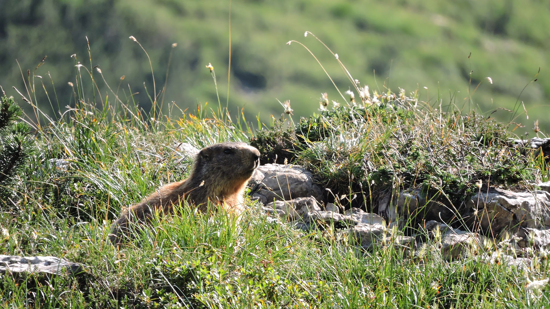 Marmotte dans les alpages !
