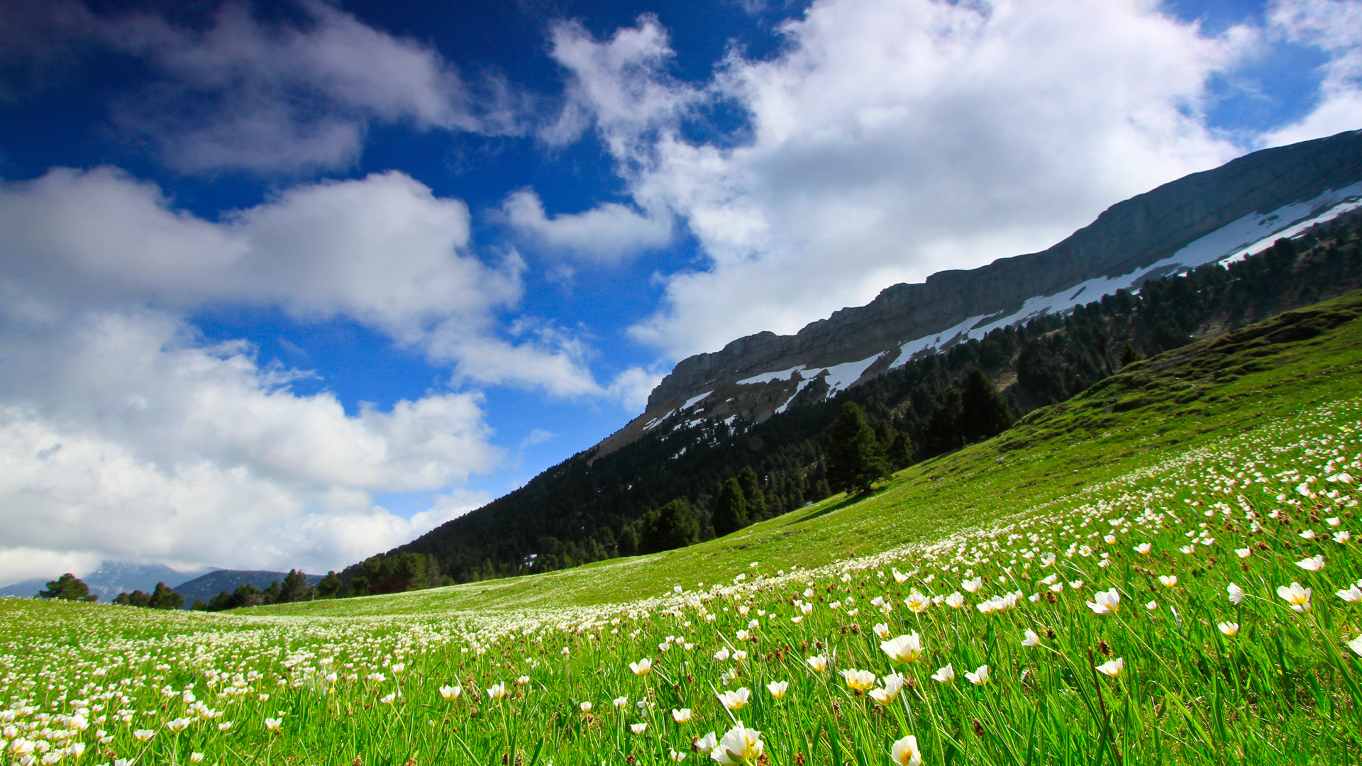 renoncules dans le vallon de Combeau