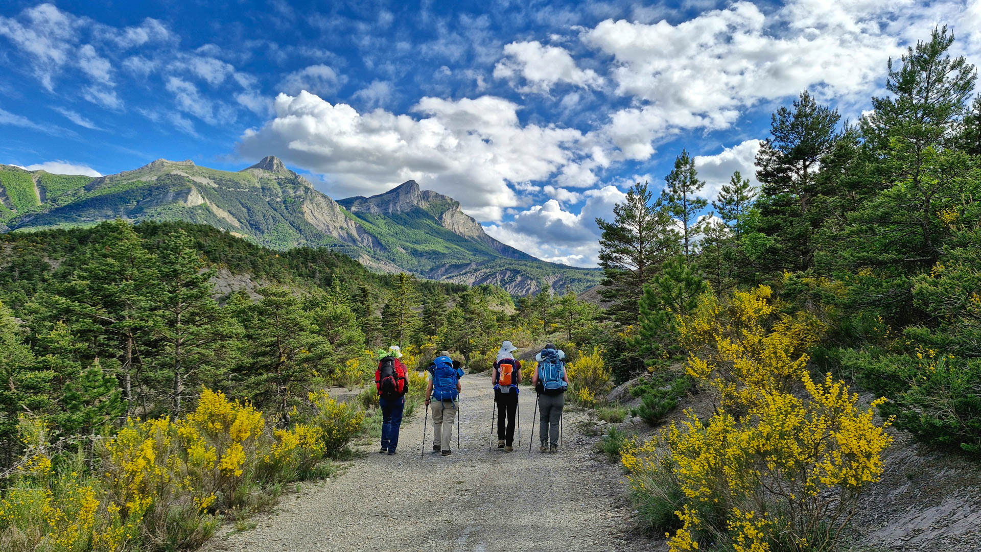 Marcheurs dans le massifs des Monges au milieu des genêts en fleurs