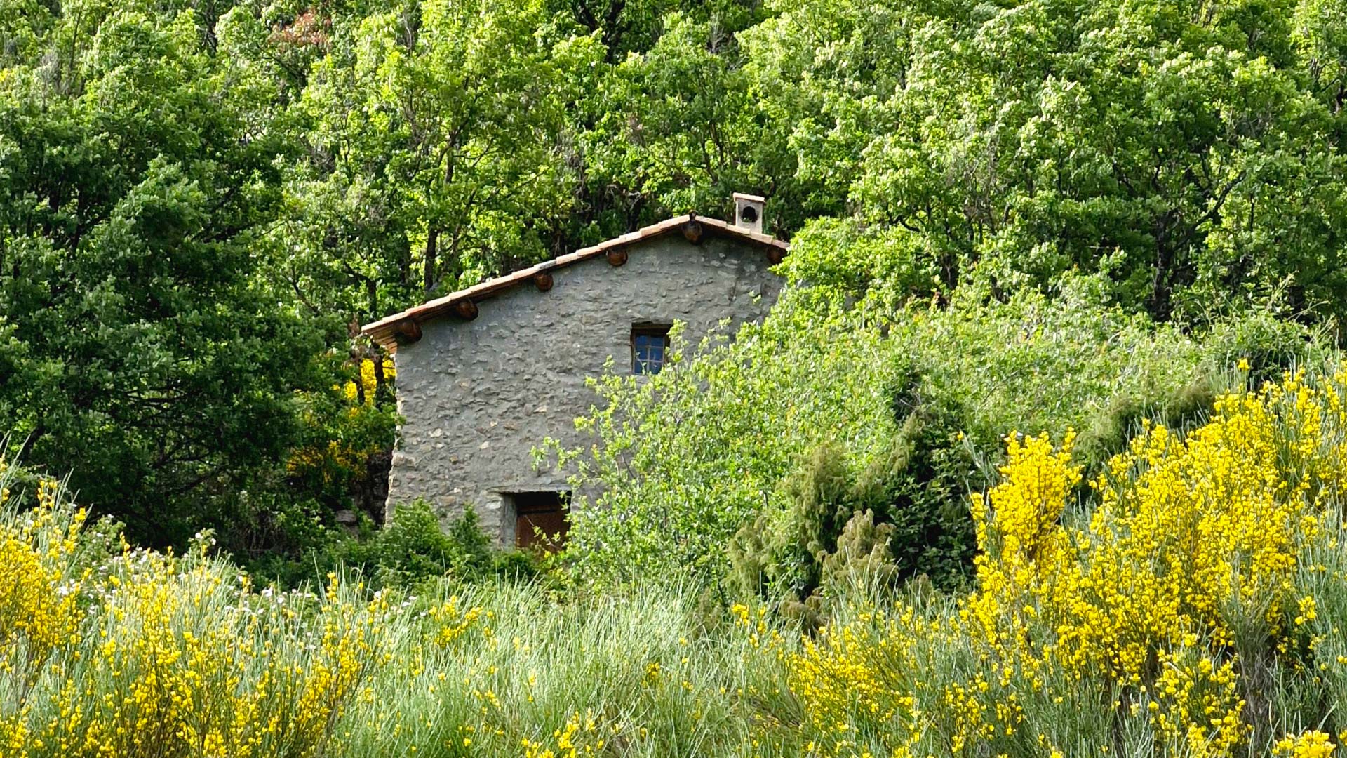 La ferme Belon au milieu des genêts en fleur.