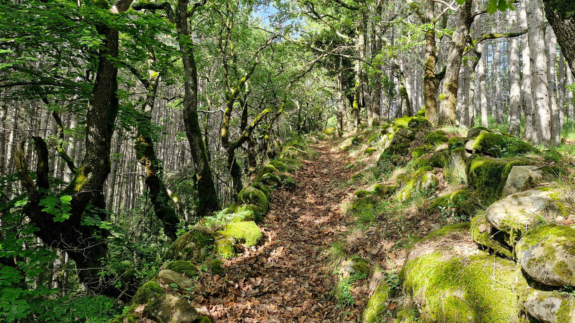 beau sentier en forêt qui rejoint le refuge d'art de La Forest, d'Andy Goldsworthy.