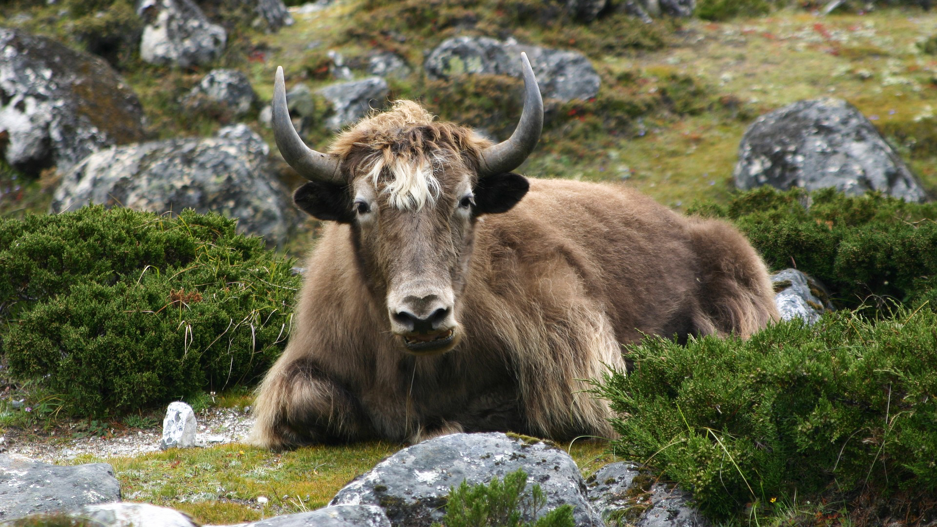 Un yak en alpage au Népal