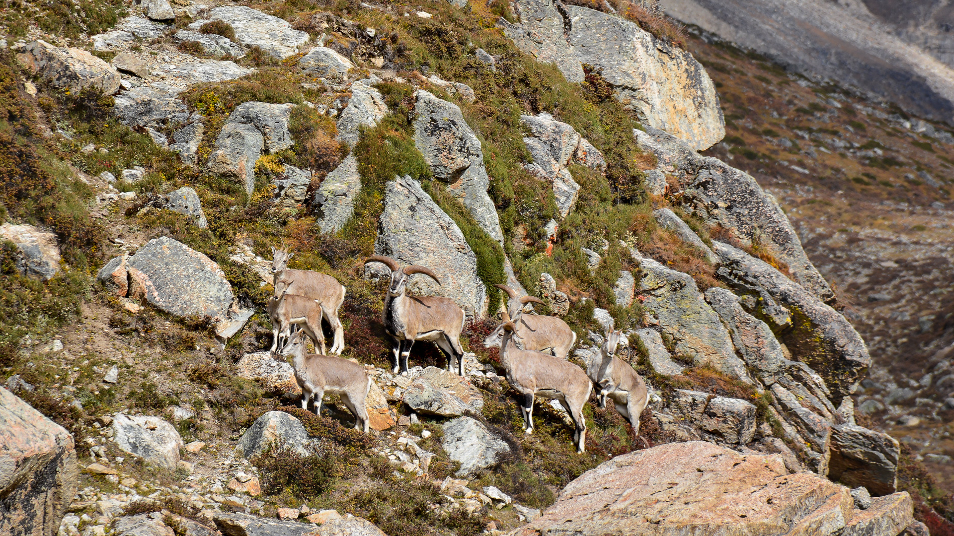 Toupeau de barrhals près de Lhonak au Népal