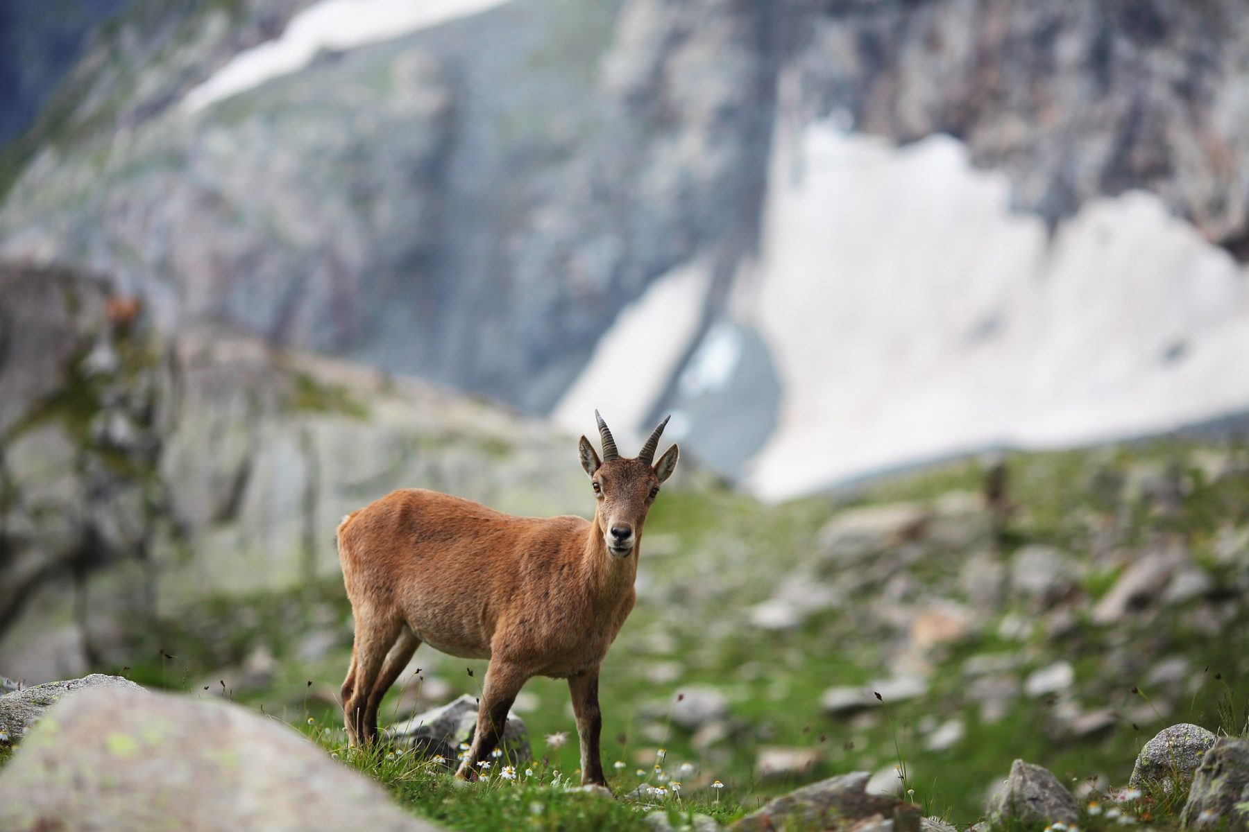 Les accompagnateurs en montagne vous guident à la découverte de la faune sauvage