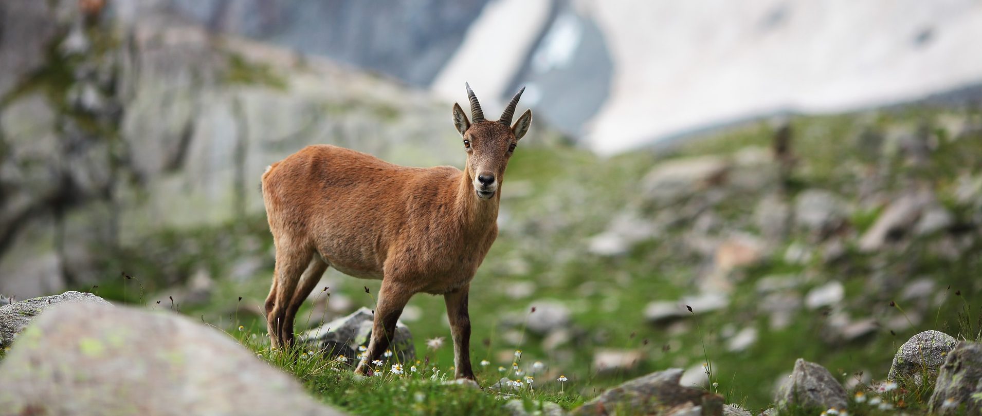 Les accompagnateurs en montagne vous guident à la découverte de la faune sauvage