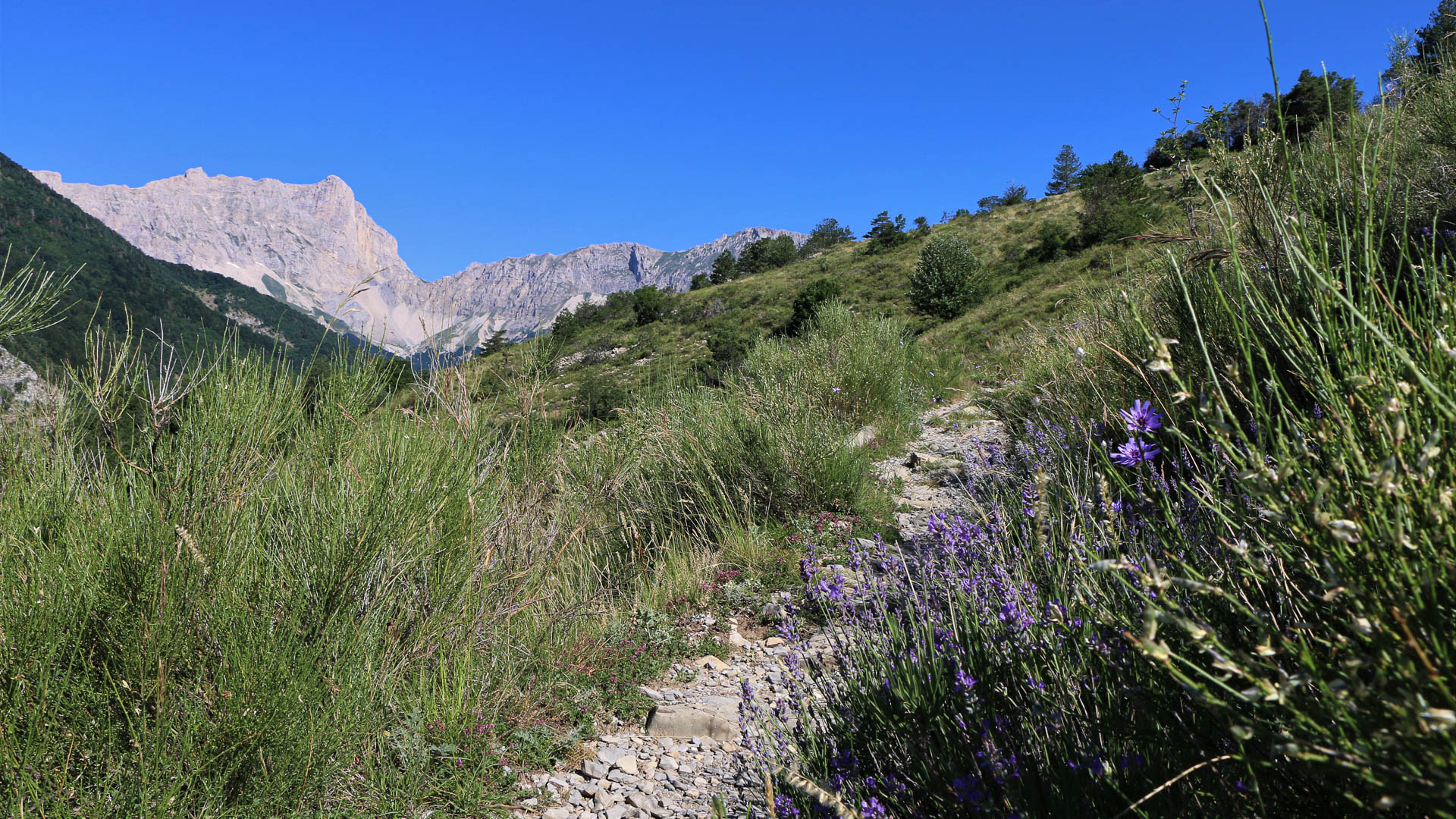 chemin fleuri au pied des montagnes du Dévoluy