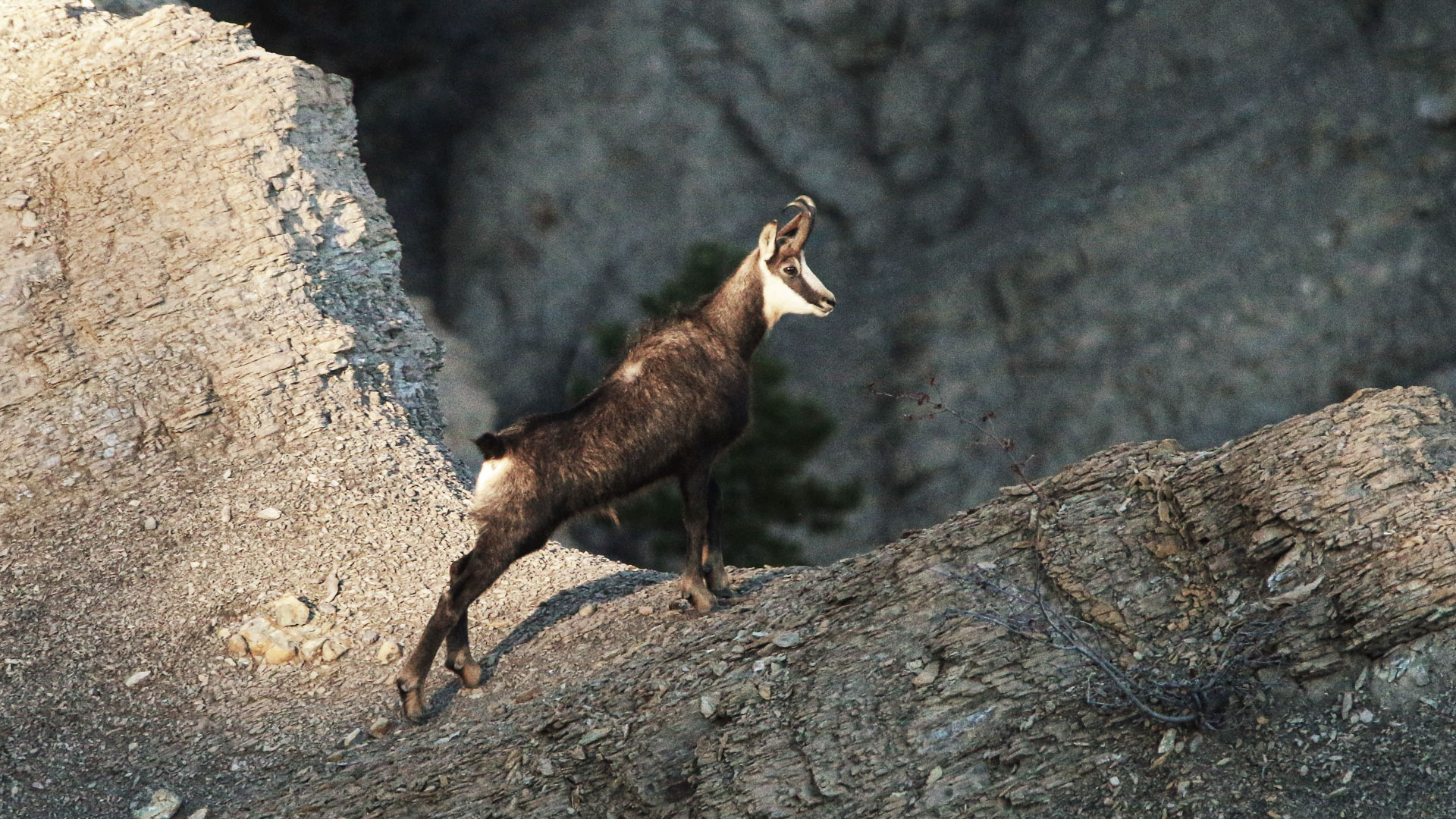 chamois dans les montagnes du Dévoluy