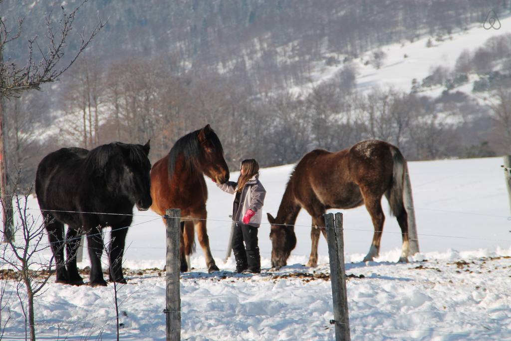 Vous Entrez Dans Une Chambre 2 Chiens 4 Chevaux