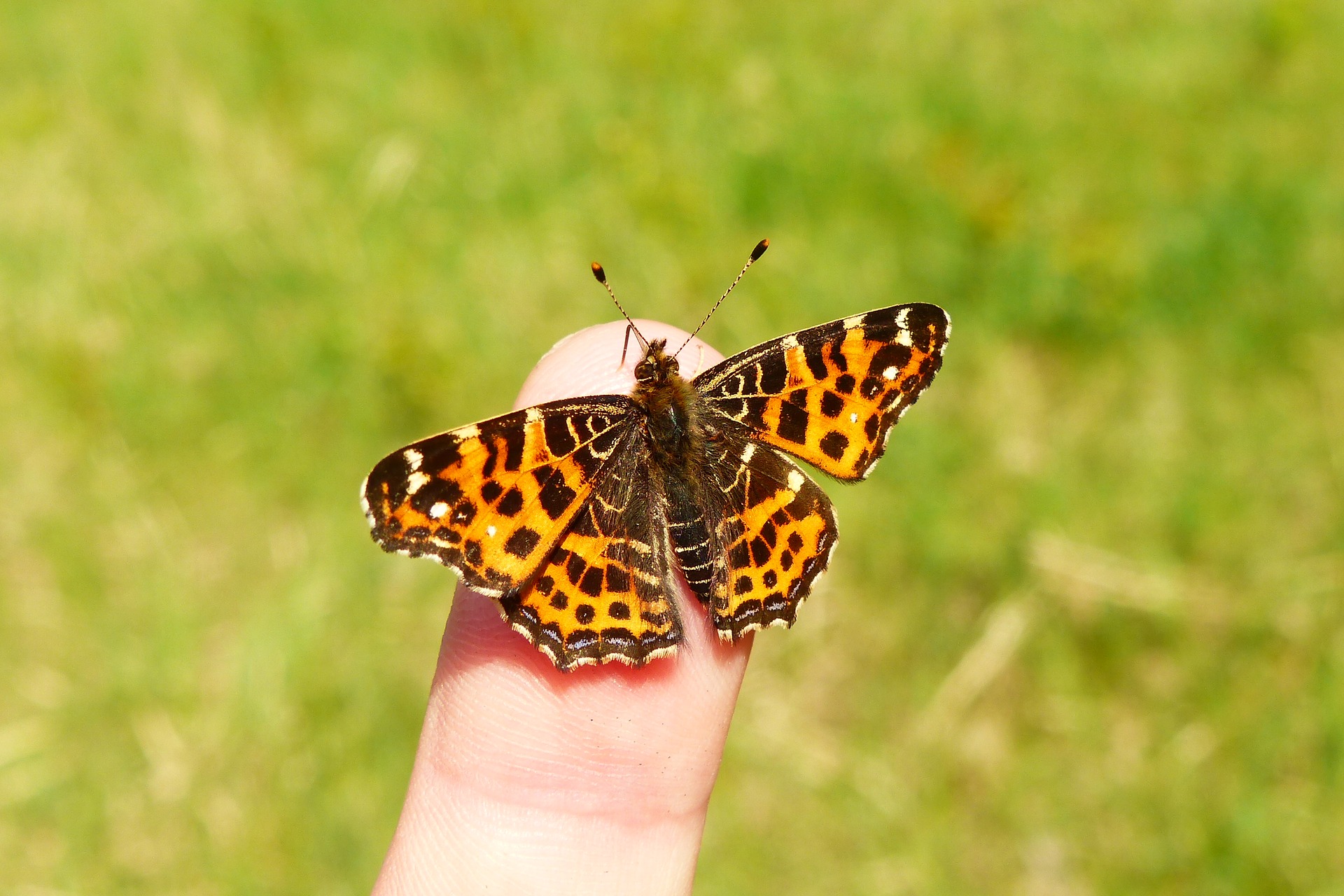 Papillon en Chartreuse