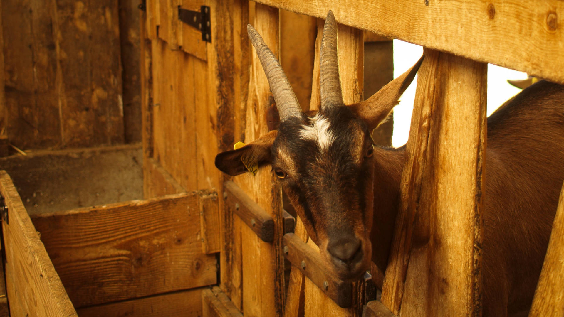 Rencontre à la chèvrerie en Chartreuse