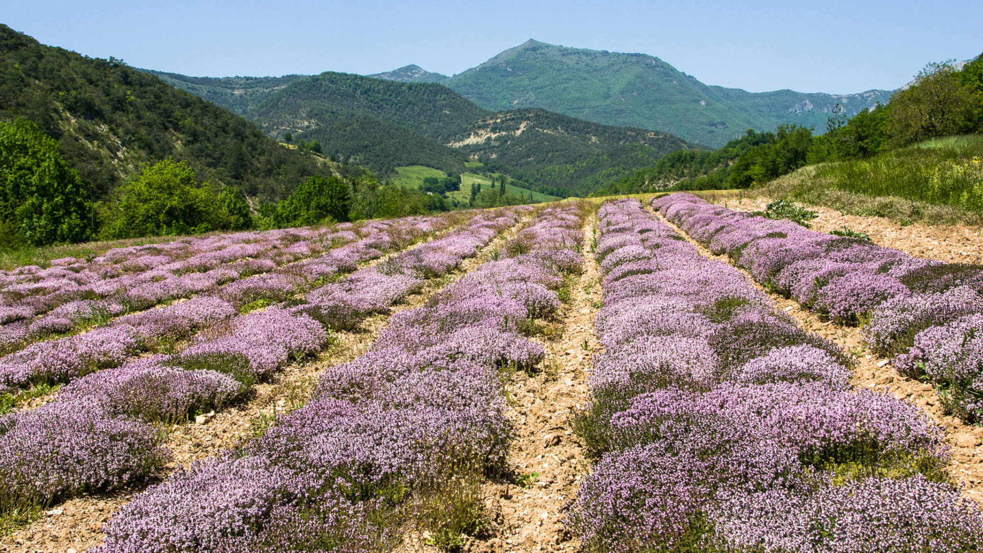 Champs de thym dans le Diois