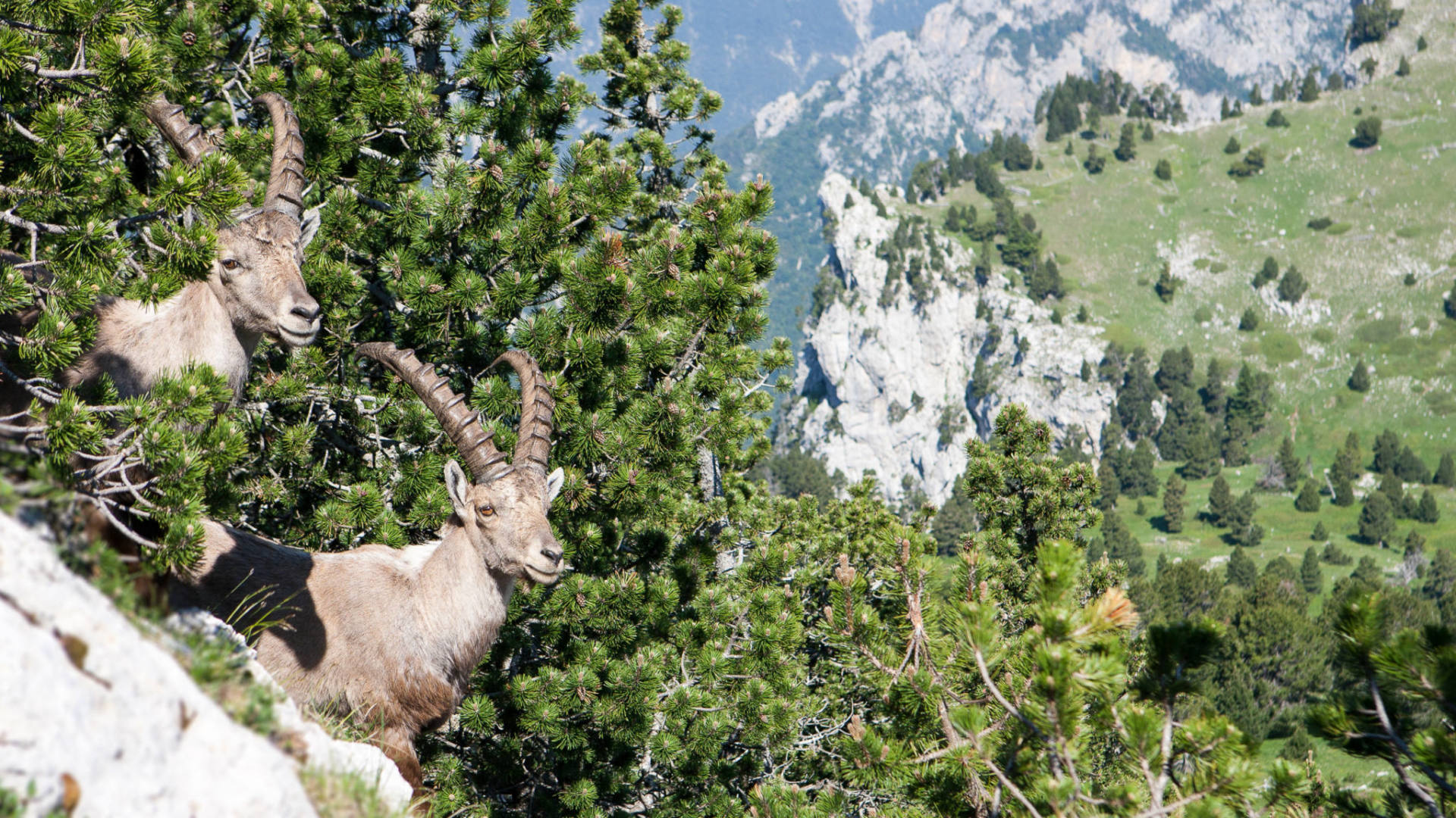 Bouquetins sur les Hauts Plateaux du Vercors