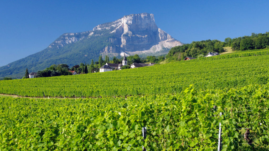 Dans les vignobles de Savoie
