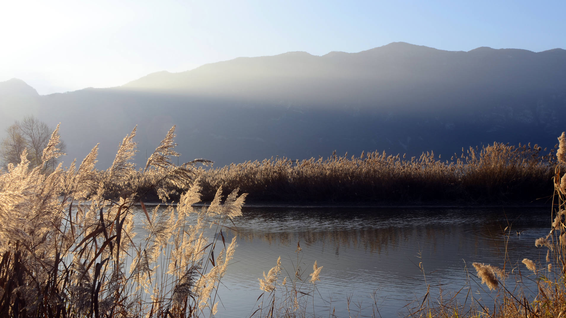 Les roselières du lac du Bourget