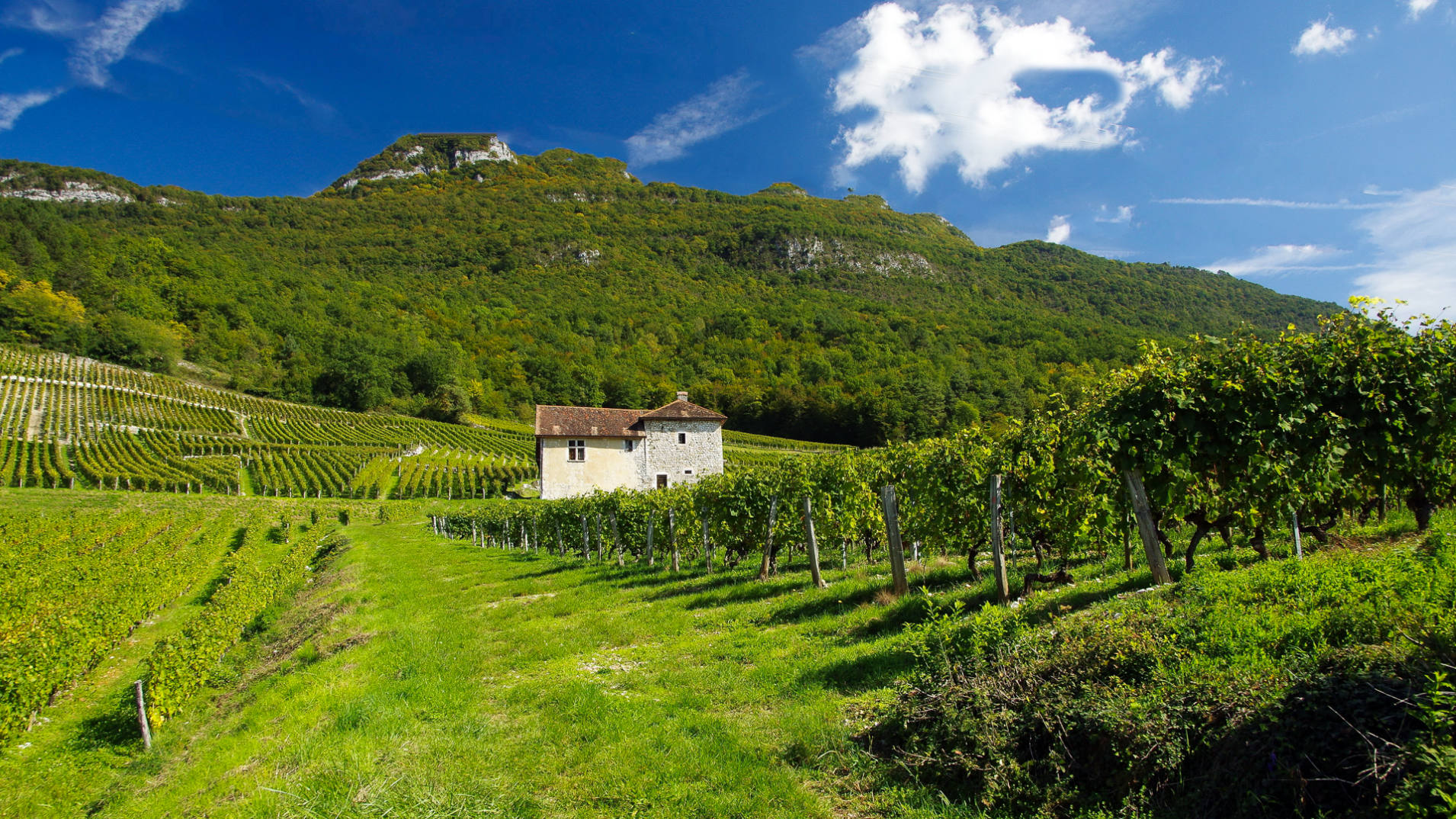 Les vignobles de Chautagne