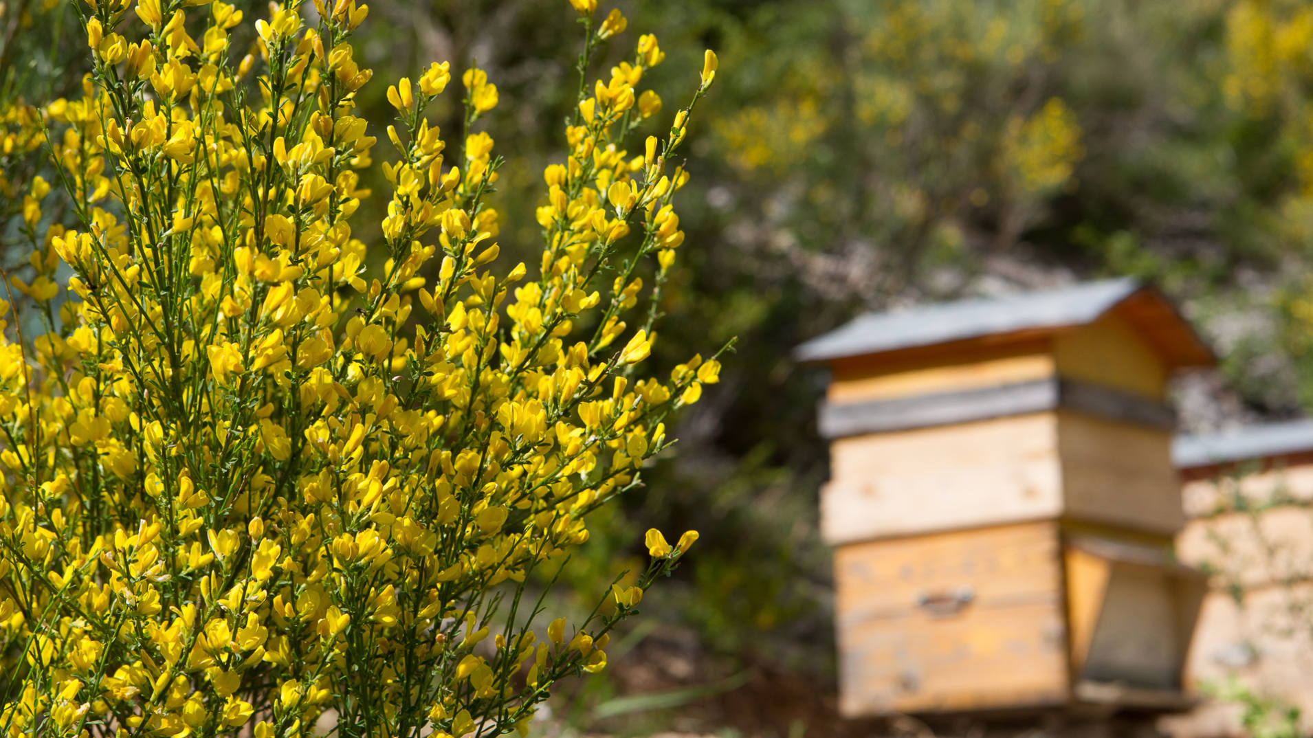 genêts au printemps devant des ruches
