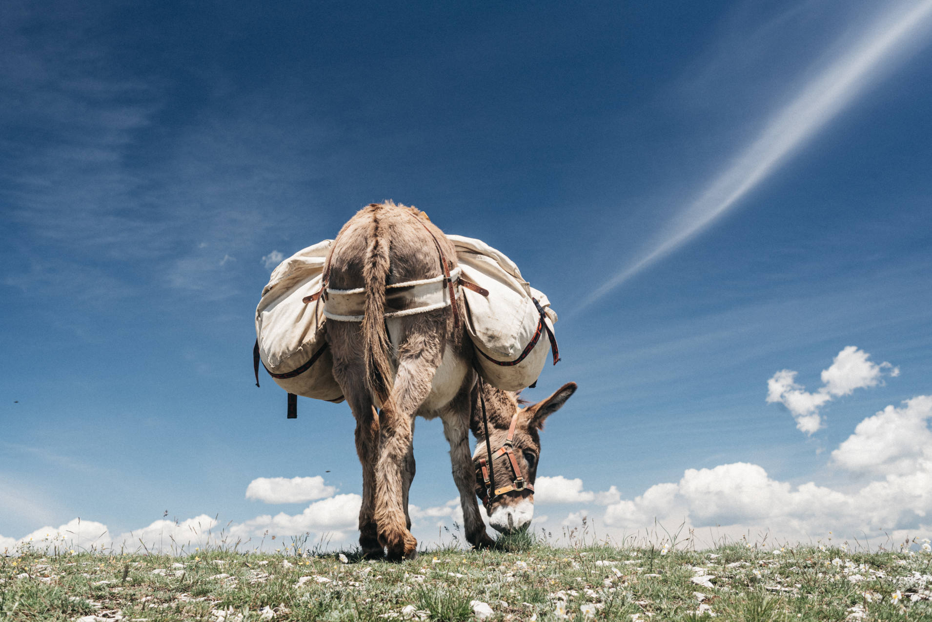 un âne de bât en balade dans la Drôme - photo Maité Baldi