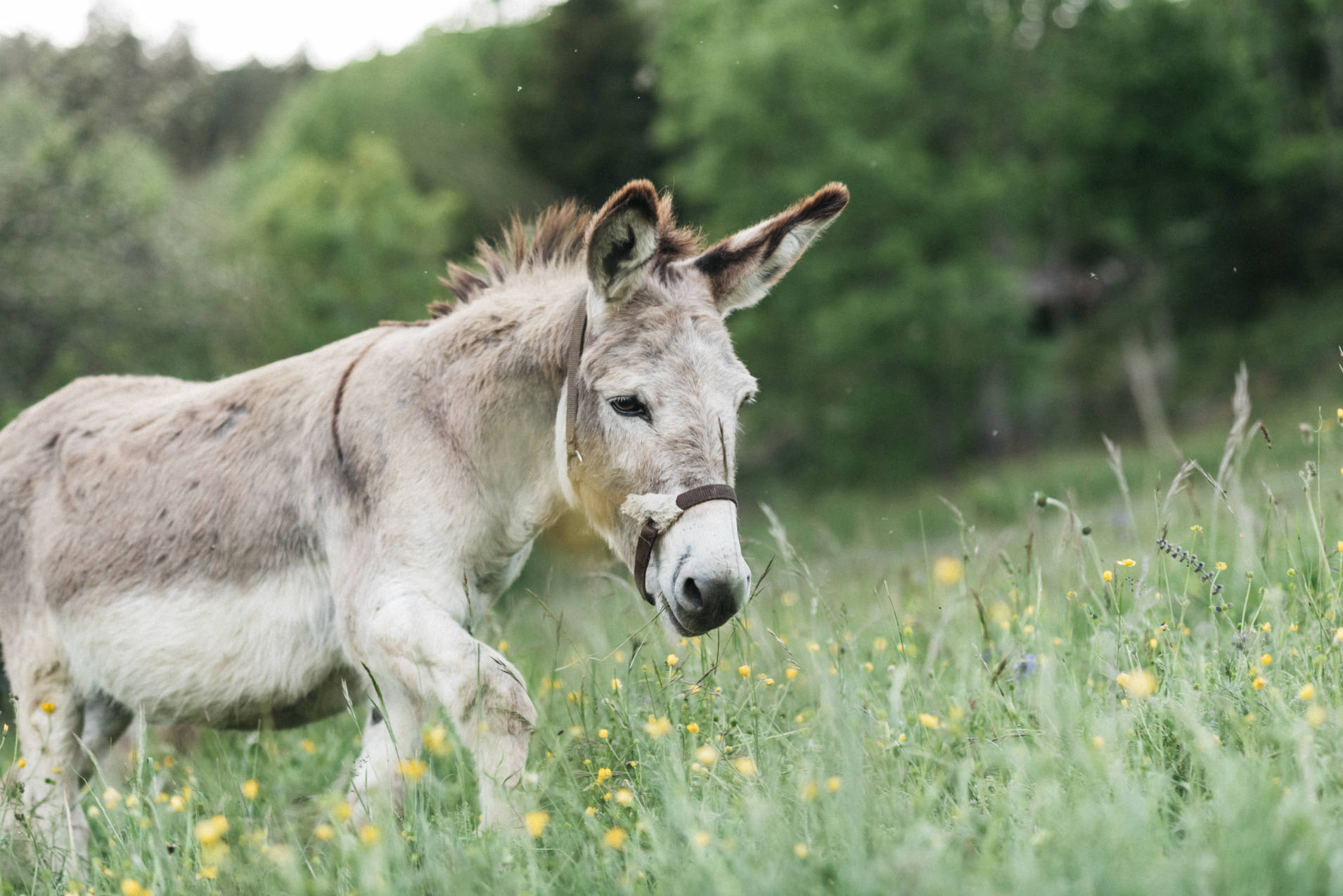 Un âne de bât retrouve le pré - photo Maité Baldi