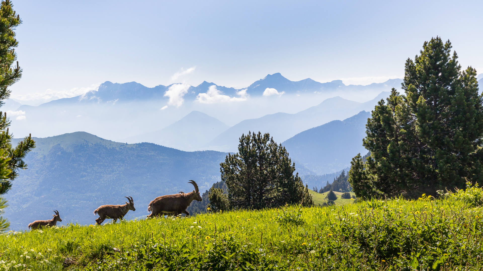 bouquetins dans la Réserve naturelle des Hauts Plateaux du Vercors