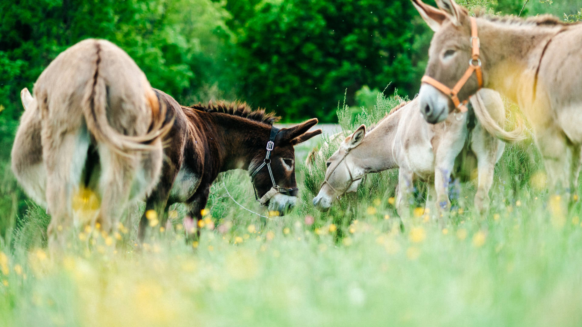 Les ânes pour randonner dans le Diois