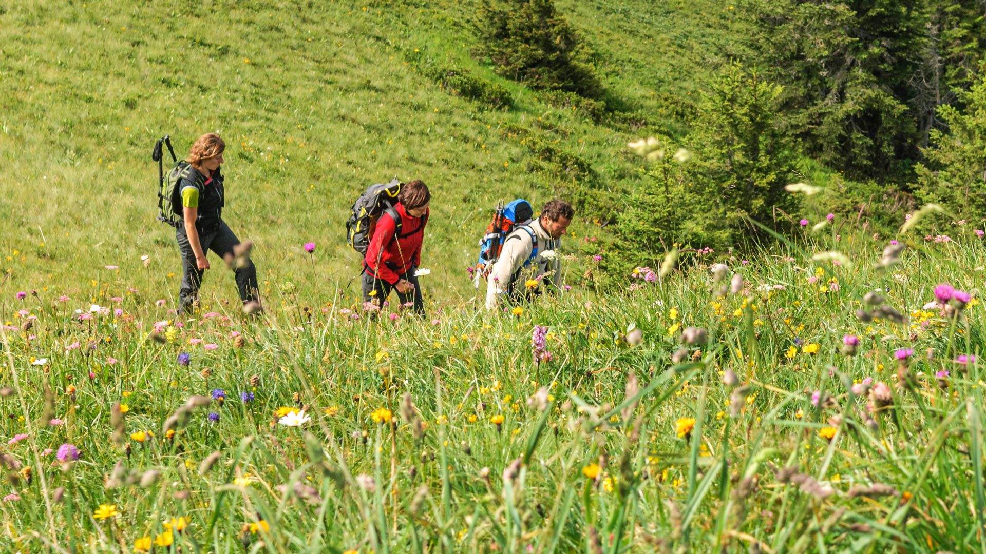 marche consciente dans le Vercors