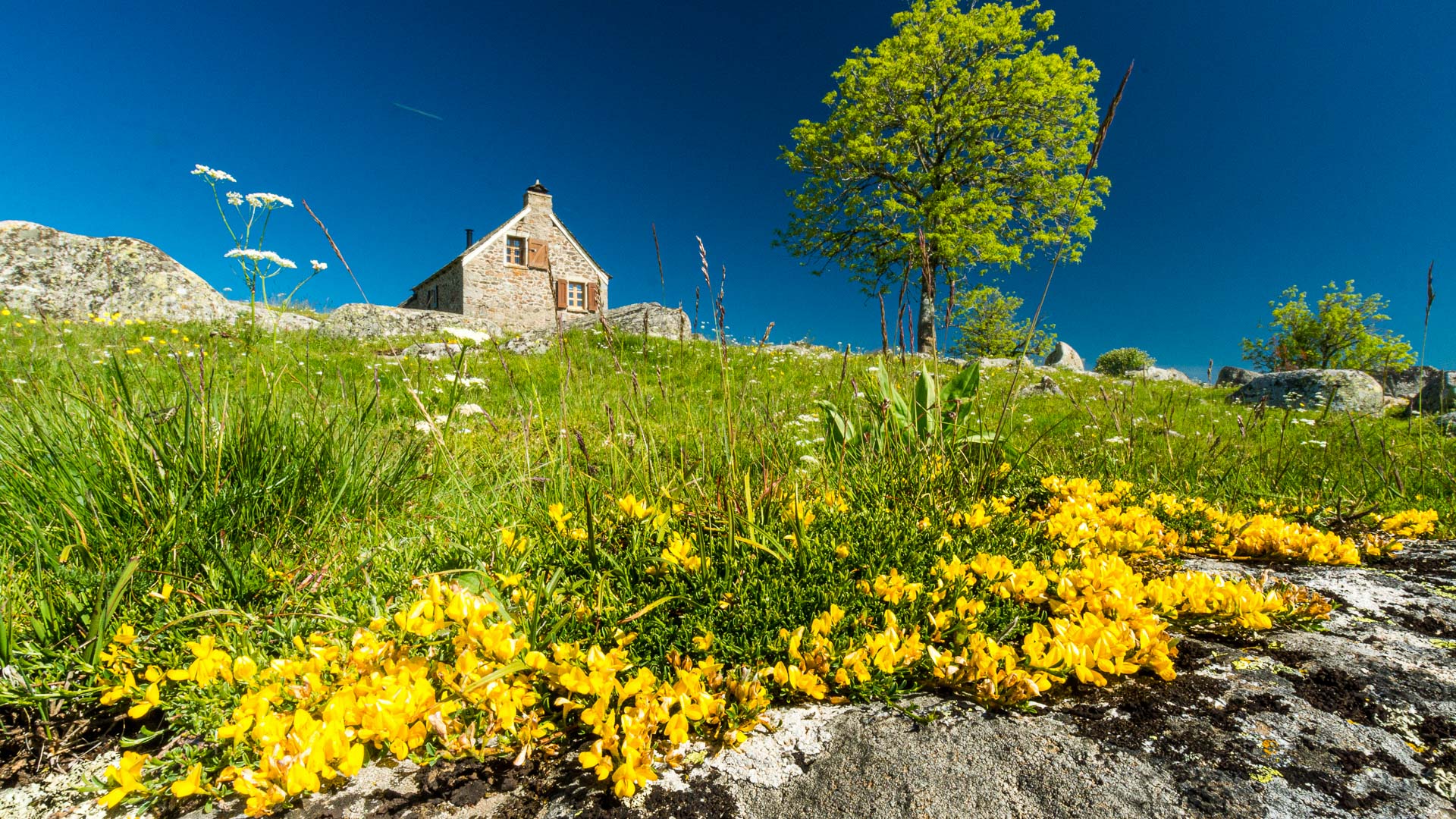 Fleurs jaunes et maison de pierre en Aubrac