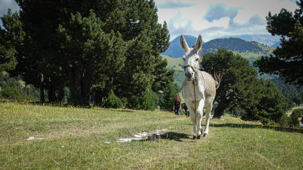 Bozzo, âne sympathique dans le Vercors