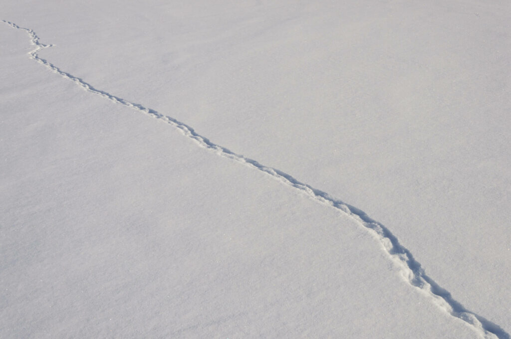 Sur la piste des traces d'animaux dans la neige 