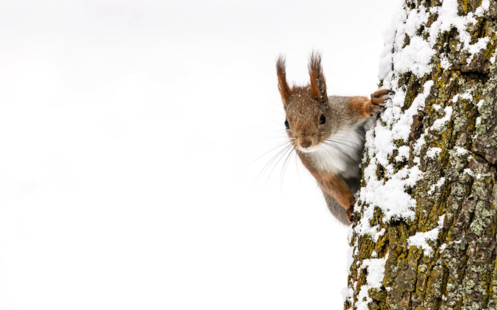 écureuil en hiver