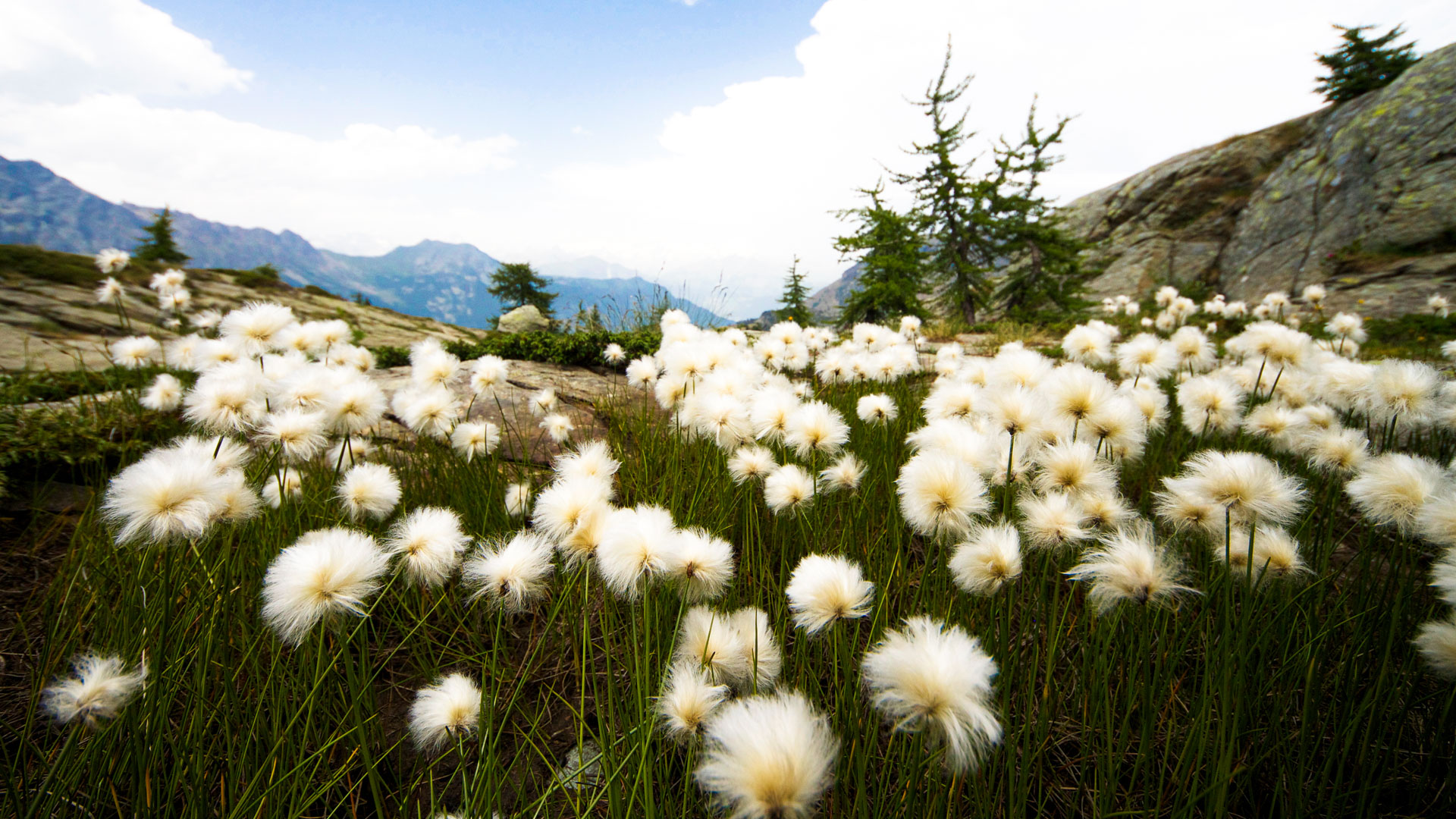 linaigrette dans la réserve naturelle du Mont Avic