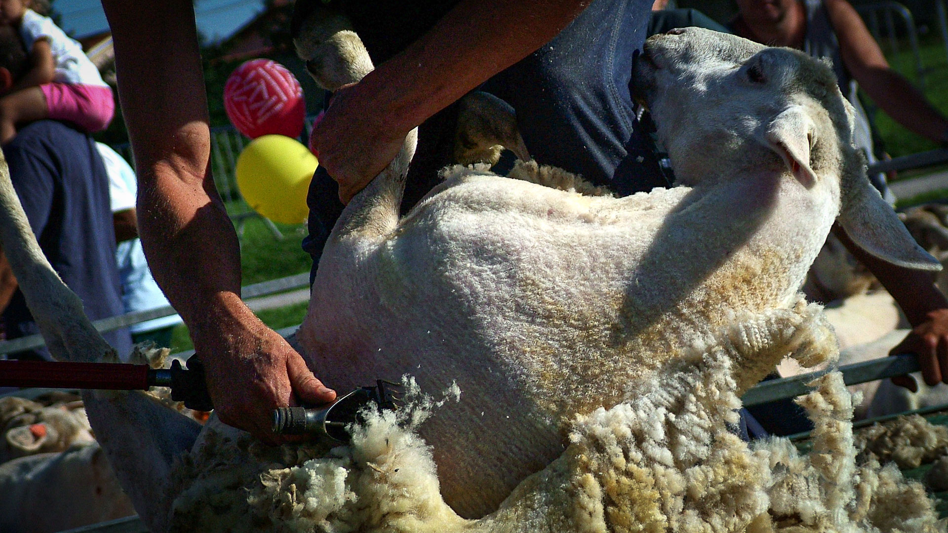 démonstration de tonte de mouton
